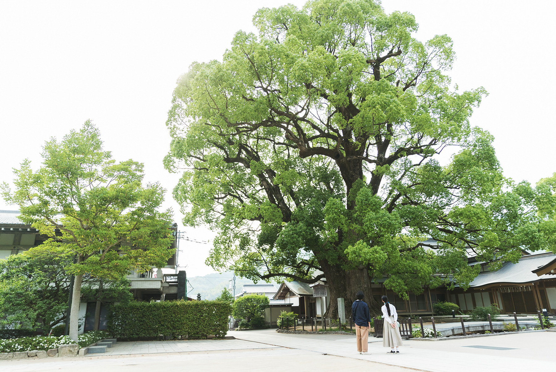 Camphor Trees